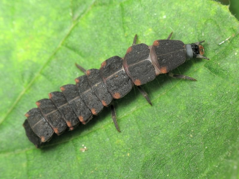 Lampyris noctiluca (Linnaeus, 1767)